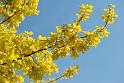 2009-04-28, Pillnitz (6)